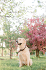 Golden retriever on the background of a blooming apple tree in spring