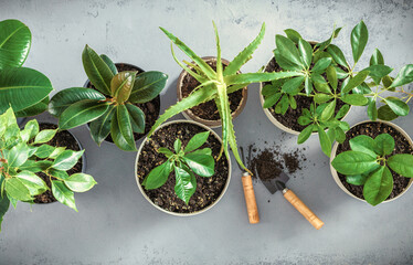 Top view green houseplants on gray background flat lay