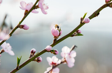 flowering apricot tree in early spring