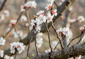flowering apricot tree in early spring