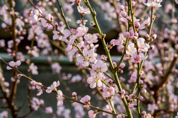 flowering apricot tree in early spring