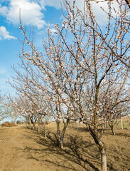 flowering apricot tree in early spring