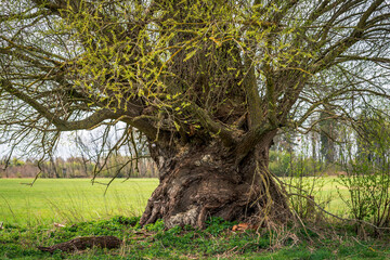 Spring in nature. Old tree on a green meadow with blue sky and clouds.