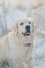 Golden retriever walks in the forest in winter