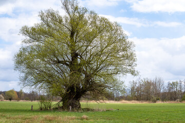 Spring in nature. Old tree on a green meadow with blue sky and clouds.
