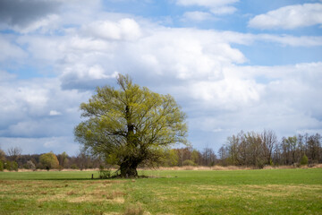 Fototapeta na wymiar Spring in nature. Old tree on a green meadow with blue sky and clouds.