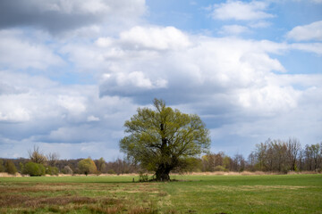 Fototapeta na wymiar Spring in nature. Old tree on a green meadow with blue sky and clouds.