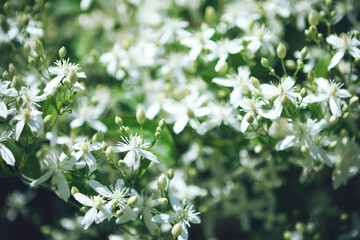 Selective focus spring garden view of Clematis flammula fragrant white flowers texture. White green...