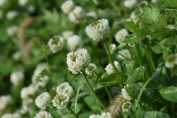 White clover flowers. Fabaceae perennial plants. April-July is the flowering season, and it is also...