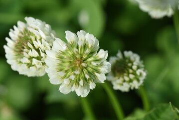 White clover flowers. Fabaceae perennial plants. April-July is the flowering season, and it is also a feed, green manure and nectar plant.