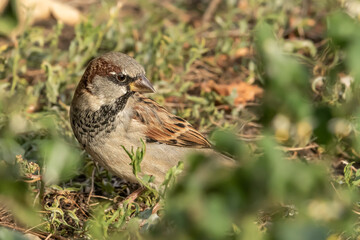 House sparrow or Passer domesticus. Sparrow family Passeridae