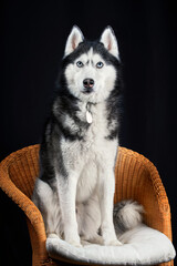 Studio portrait husky dog. Husky on black background.