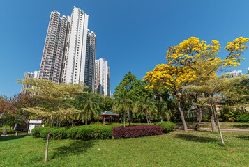 Obraz premium rosy trumpet tree (Tabebuia rosea) in public park in Hong Kong