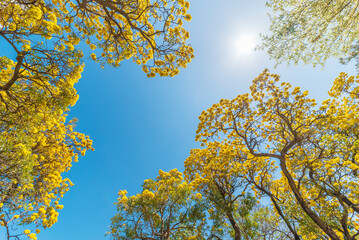Tilt view of rosy trumpet tree (Tabebuia rosea) blossom in spring season. with blue sky background