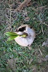 Obraz premium Top side view of a single dry coconut on the grass ground