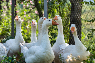geese on the farm
