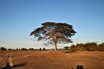 A single big tree on dry brown ground contrast with clear blue sky
