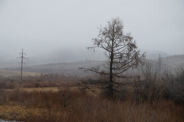 Autumn landscape. A lonely tree in the fog in the rain.
