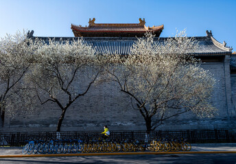In spring, the walls and flowers in the Summer Palace