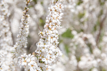 満開のユキヤナギの花のアップ 　Closed-up beautiful flowers of thunbery spiraea