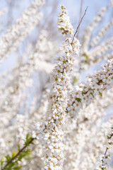 満開のユキヤナギの花と青空 　Flowers of thunbery spiraea and the sky