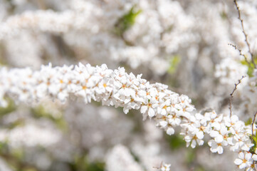 満開のユキヤナギの花のアップ 　Closed-up beautiful flowers of thunbery spiraea