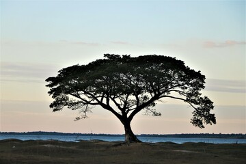 Fototapeta na wymiar silhouette of a tree with sunset sky