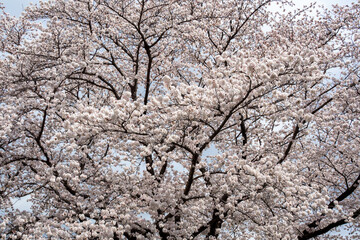 満開の桜