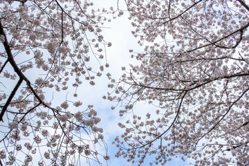 満開の桜並木と青い空