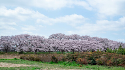 Fototapeta na wymiar 見沼田んぼの用水路沿いの桜並木