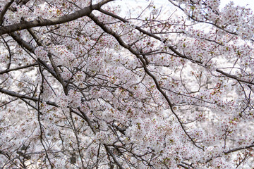 満開の桜