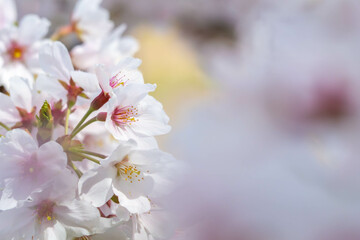 満開の桜のクローズアップ