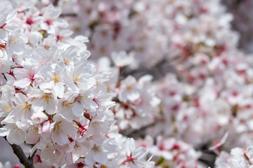 満開の桜のクローズアップ