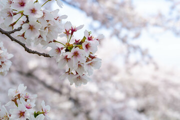 満開の桜のクローズアップ