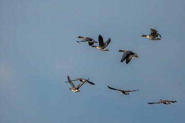A group of white-fronted geese flying in the north of Denmark at a windy but sunny day in spring.