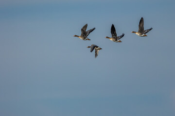 A group of white-fronted geese flying in the north of Denmark at a windy but sunny day in spring.