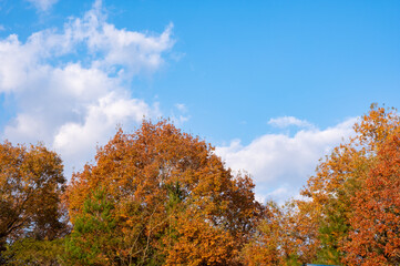 オレンジの樹木と青空の美しい秋のコントラスト　The beautiful autumn contrast of the orange of the foliages and the blue of the sky