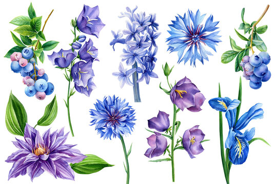 Set of blue flowers, wildflowers on an isolated white background, watercolor illustration, hand drawing