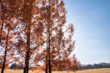 紅葉したポプラ並木と木漏れ日  The sunshine filtering through autumn colored poplar foliage