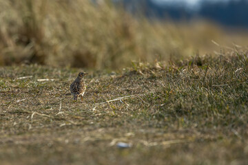 A songbird walking through a meadow in Skagen, the most northern city of Denmark at a sunny but cold day in spring.