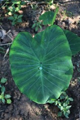 a top side of glow water drop on green Lotus leaves with soft focus