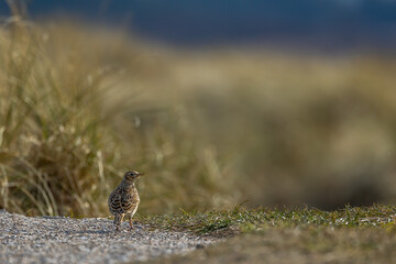 A songbird walking through a meadow in Skagen, the most northern city of Denmark at a sunny but cold day in spring.