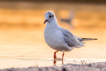 Obraz premium A black headed gull at a beach in the north of Denmark at a windy day in spring