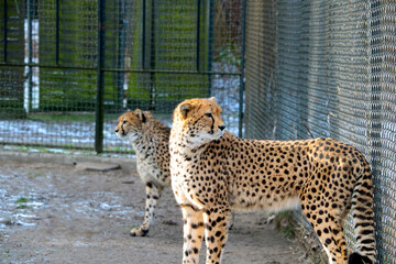 Beautiful and fast cheetah in the park for animals affected by people.