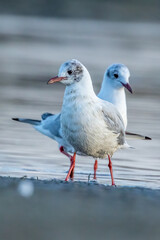 Two black headed gulls at a beach in the north of Denmark at a windy day in spring