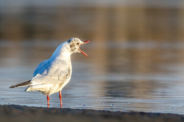 A black headed gull at a beach in the north of Denmark at a windy day in spring