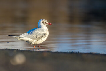 A black headed gull at a beach in the north of Denmark at a windy day in spring