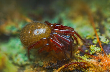 Close up spider photo of Genus Robertus spider
