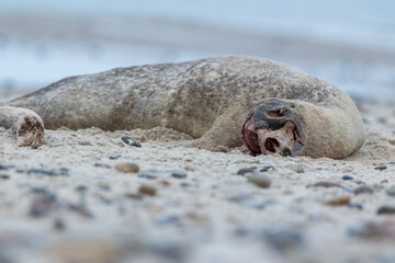 Obraz premium A dead seal lying on a beach in the north of Denmark.