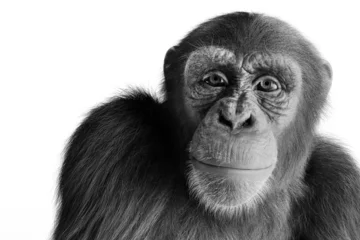 Poster Chimpanzee monkey isolated on white © Photocreo Bednarek